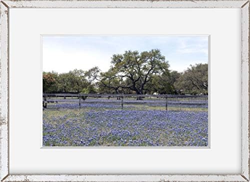 INFINITE PHOTOGRAPHS 2014 Снимка на Изобилието на Цветето на щата Тексас, за Изящни Сини пъпки в областта на Borne,