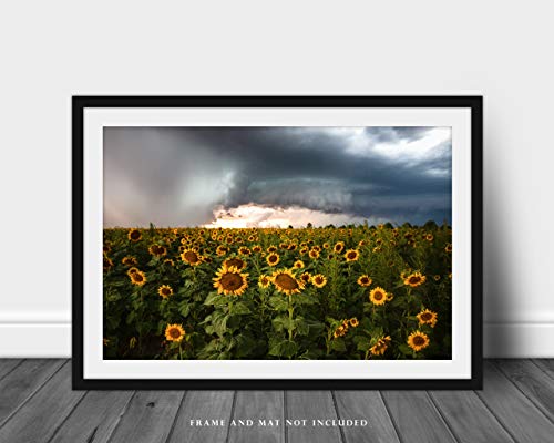 Снимка в стил Кънтри, Принт (без рамка), Изображение на слънчогледи, защитени от бурята-късно през деня в Канзас, Буря, Стенен декор за фермерска къща от 4x6 до 40x60