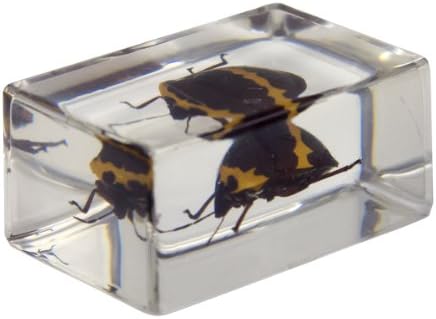 Комплект за 3D-анализ на насекоми Celestron 44408 № 2 (зелен, жълт, черен, кафяв) и комплект за 3D-анализ на насекоми