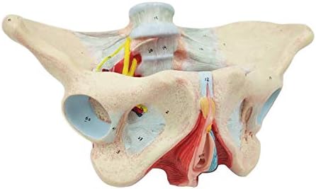 Модел на женски таз WLL ZW - Модел таза на Тазовата кост в реален размер - Медицинска Научна Модел на Корекция,