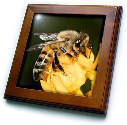 3дРоуз, САЩ, Калифорния. Медоносная пчела в Цвете. Декоративни плочки с размери 6 на 6 сантиметра, 8х8 в рамка, Прозрачни