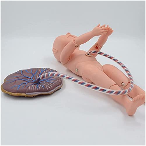 Модел за упражняване на пъпната Връв на Новороденото -Манекен за грижи за Новороденото Плод, Обучение модел