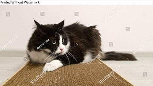 Репродукция на плакат KwikMedia с участието на Смешно Игривого Пухкав котка с луд поглед. Черно-бялата котката