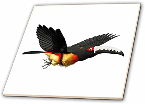 3D - Мозайка Aracari с изображение на птица в птица яка от Drose Boehm Graphics (ct_357650_1)