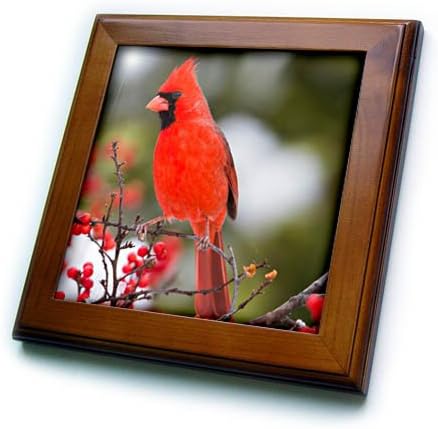 3. Мъж Северен кардинал в обикновен храст Винтерберри през зимата, Илинойс, теракот в рамка, 8 x 8
