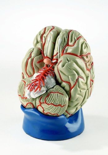 Луксозна Анатомическая Модел на Мозъка в пълен размер от 8 Части С Артериями