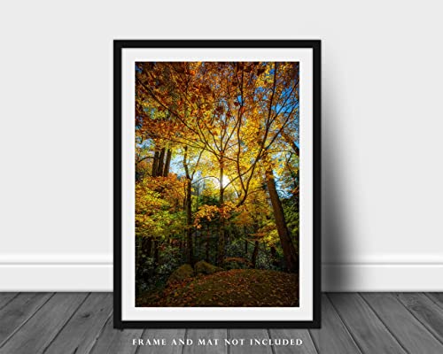 Печат на снимки гори (без рамка) Вертикално изображение на листата, осветени от слънчева светлина Късно следобед