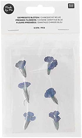 Дизайн Rico Dianthus cinese blu essiccato e pressato