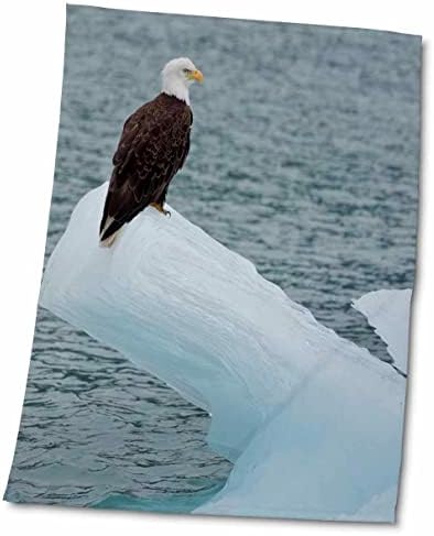 3дРоуз, САЩ, Аляска, Националния парк glacier national park-Бей. Плешив орел на айсберге. - Кърпи (twl-190627-3)