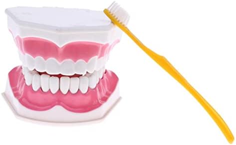 ＫＬＫＣＭＳ Модел (28) с увеличаване на четка за зъби 2 пъти