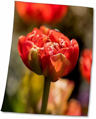 3d Роза Пролетта цвете Червено Лале с подсветка - Кърпи (twl-255639-3)