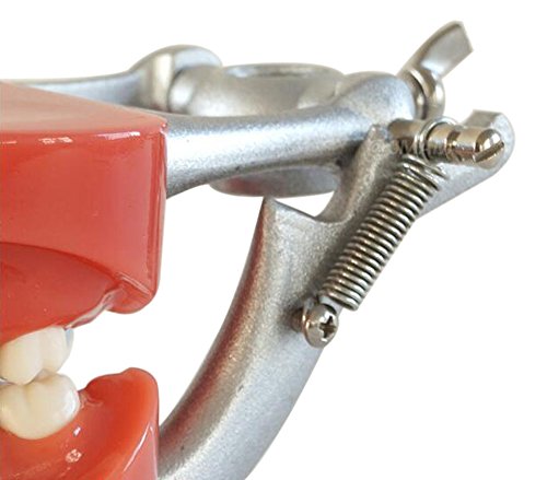 Модел на зъбите на възрастен 32 Зъба на стандартния Модел на Зъбите на Човек за Презентации