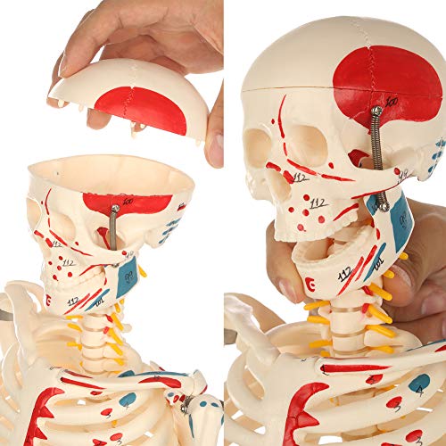 Анатомическая модел на човешкия скелет Мини-модел на човешкия скелет с метална стойка с Височина 33,4 инча с подвижни ръце и крака Научно изследване, изпълнен и прон?